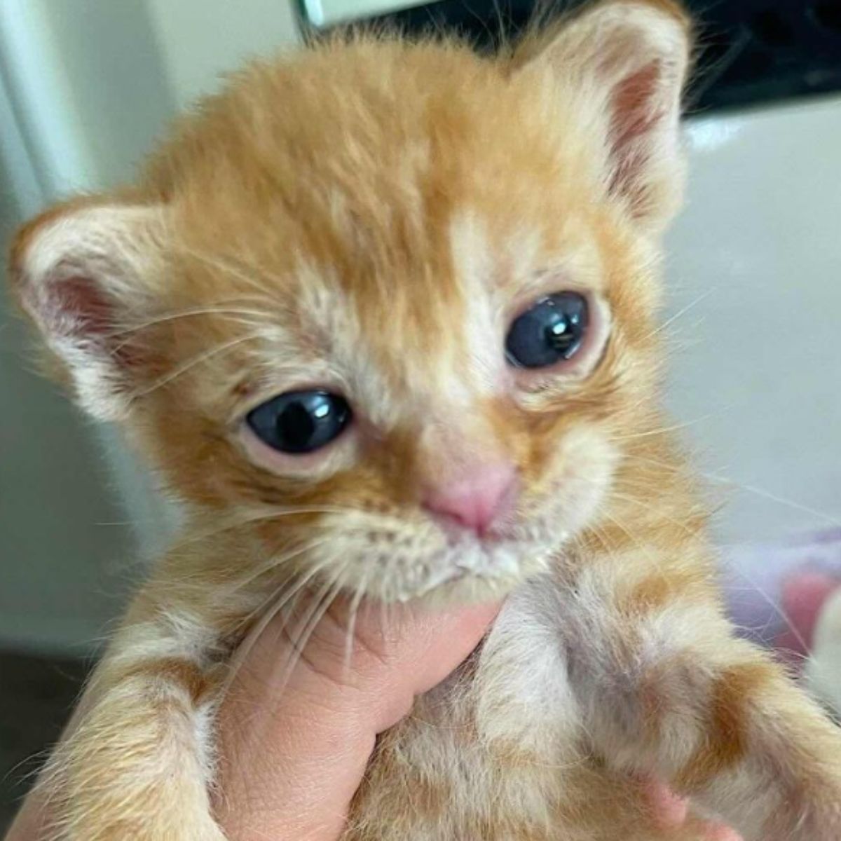 tiny ginger kitten