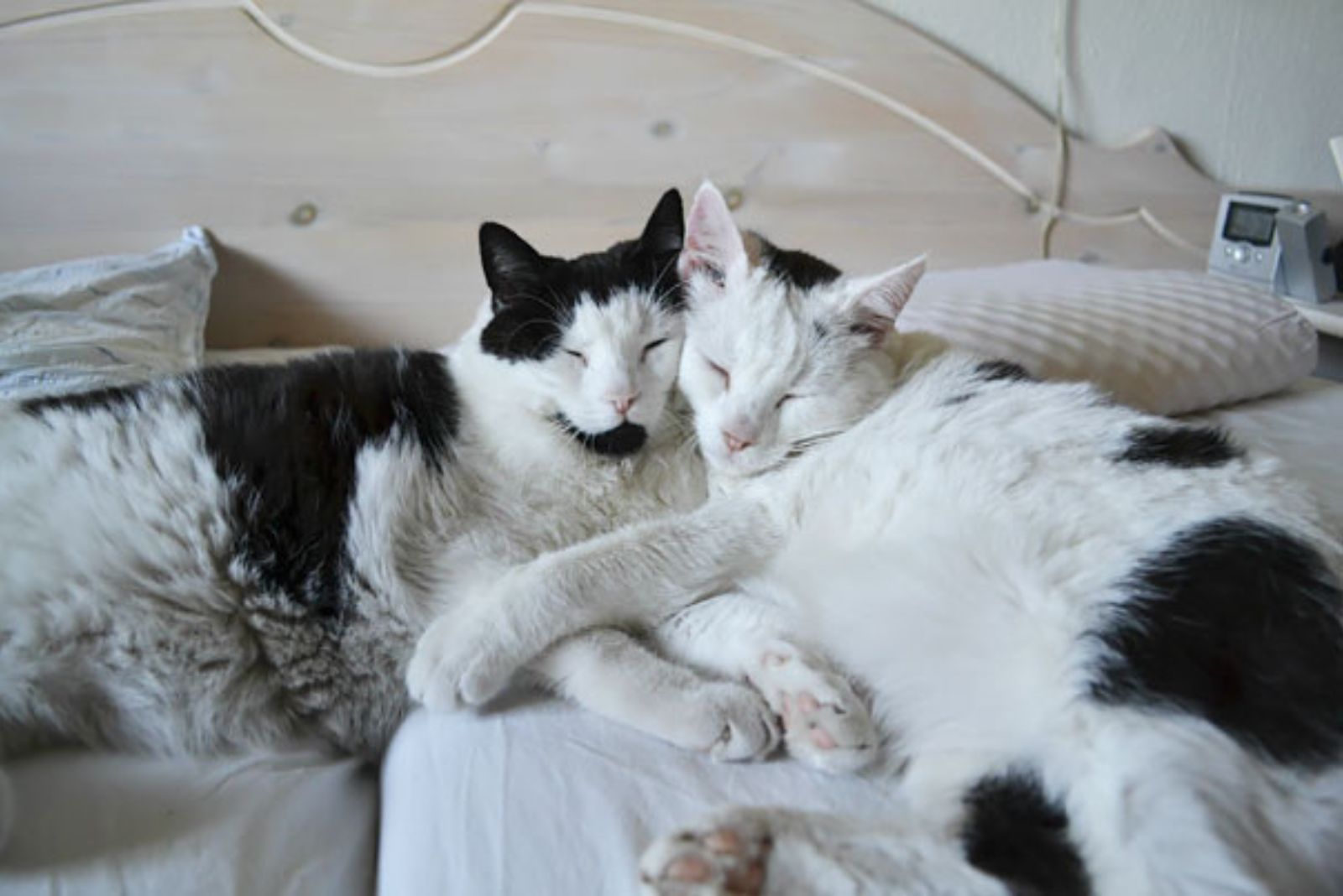 two black and white cats hugging