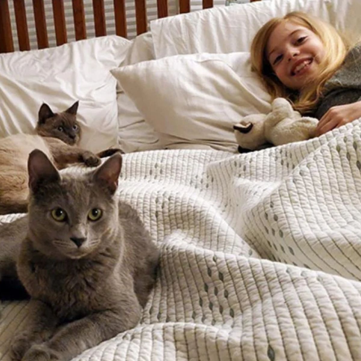two cats and little girl lying in bed