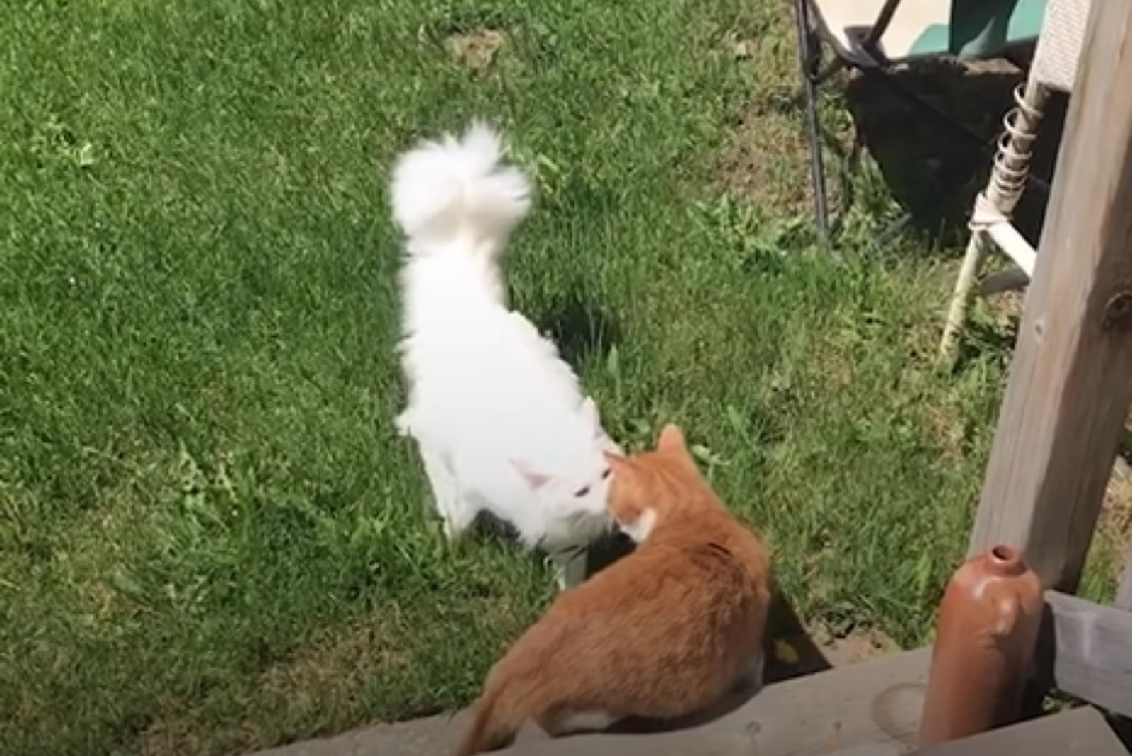 two cats in the yard