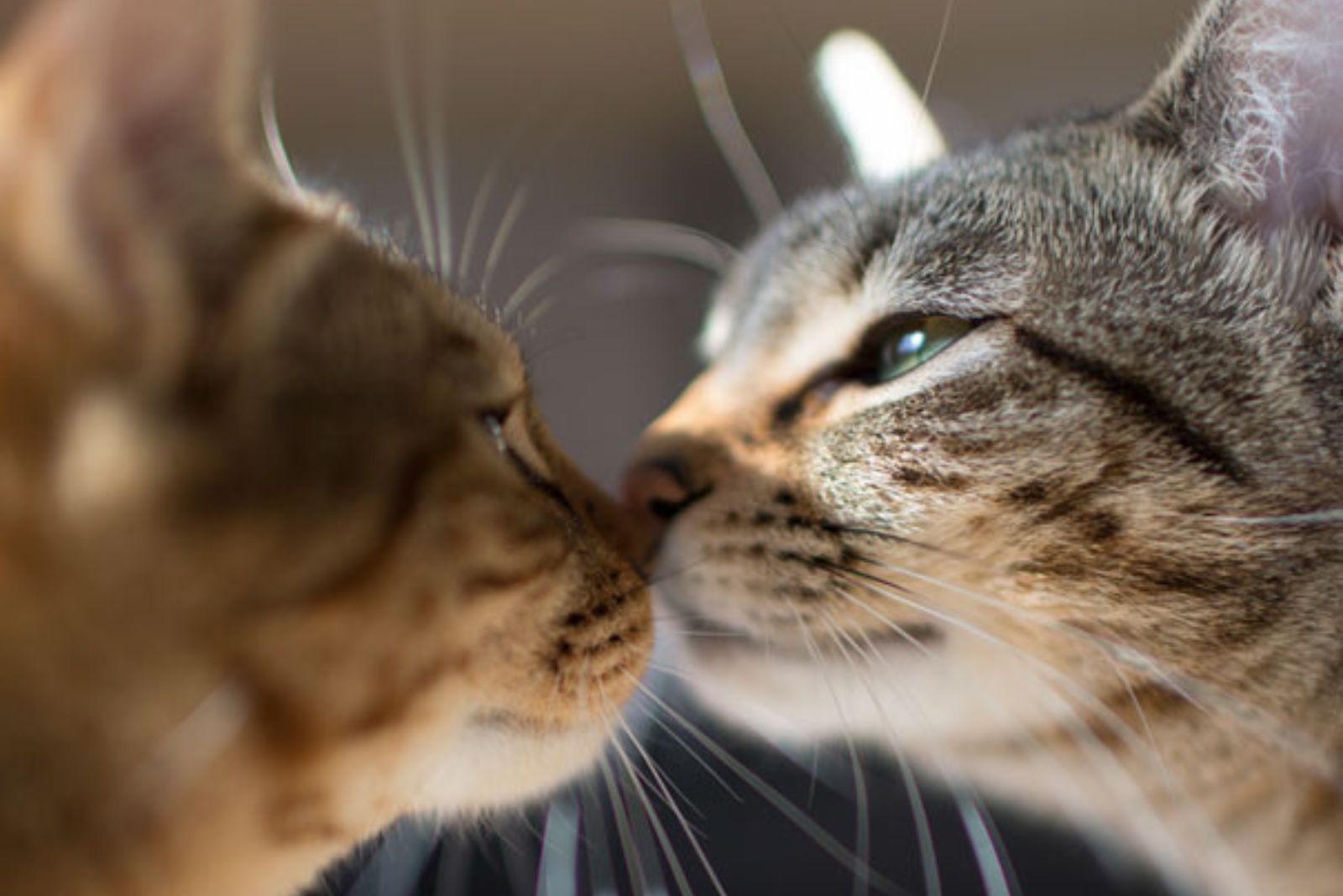 two cats kissing