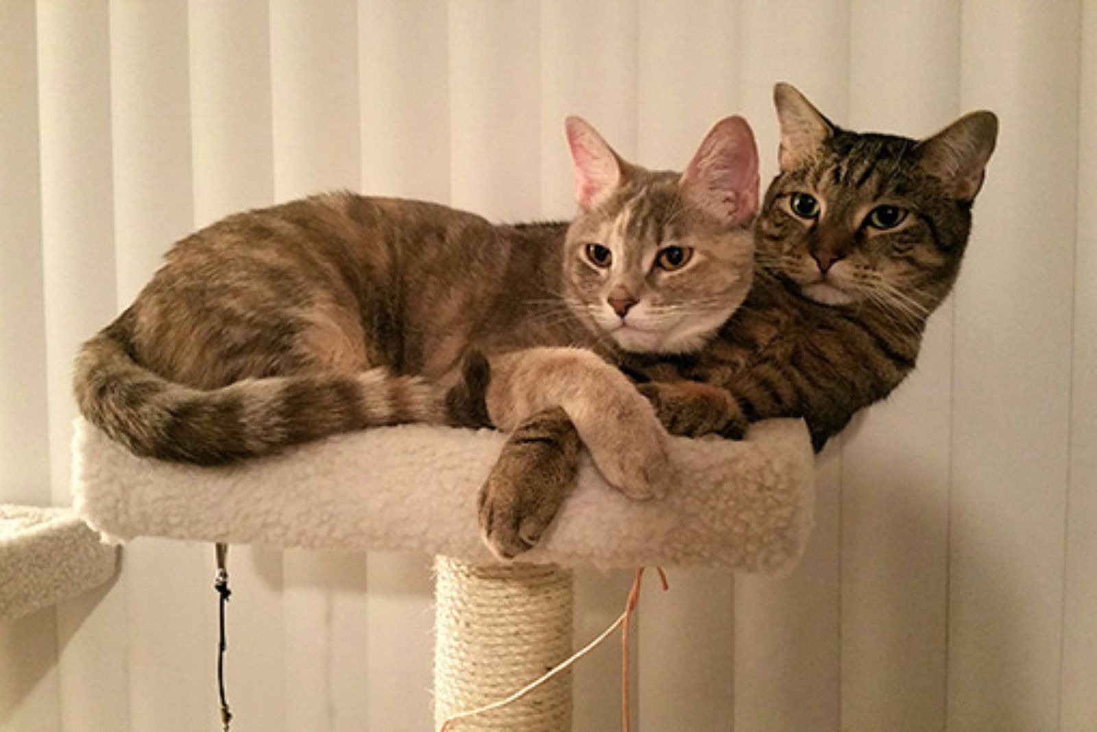 two cats laying hugged