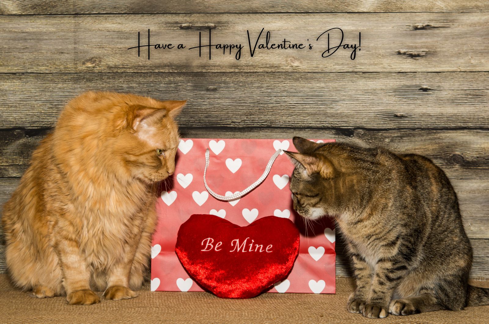 two cats looking at red valentine's heart