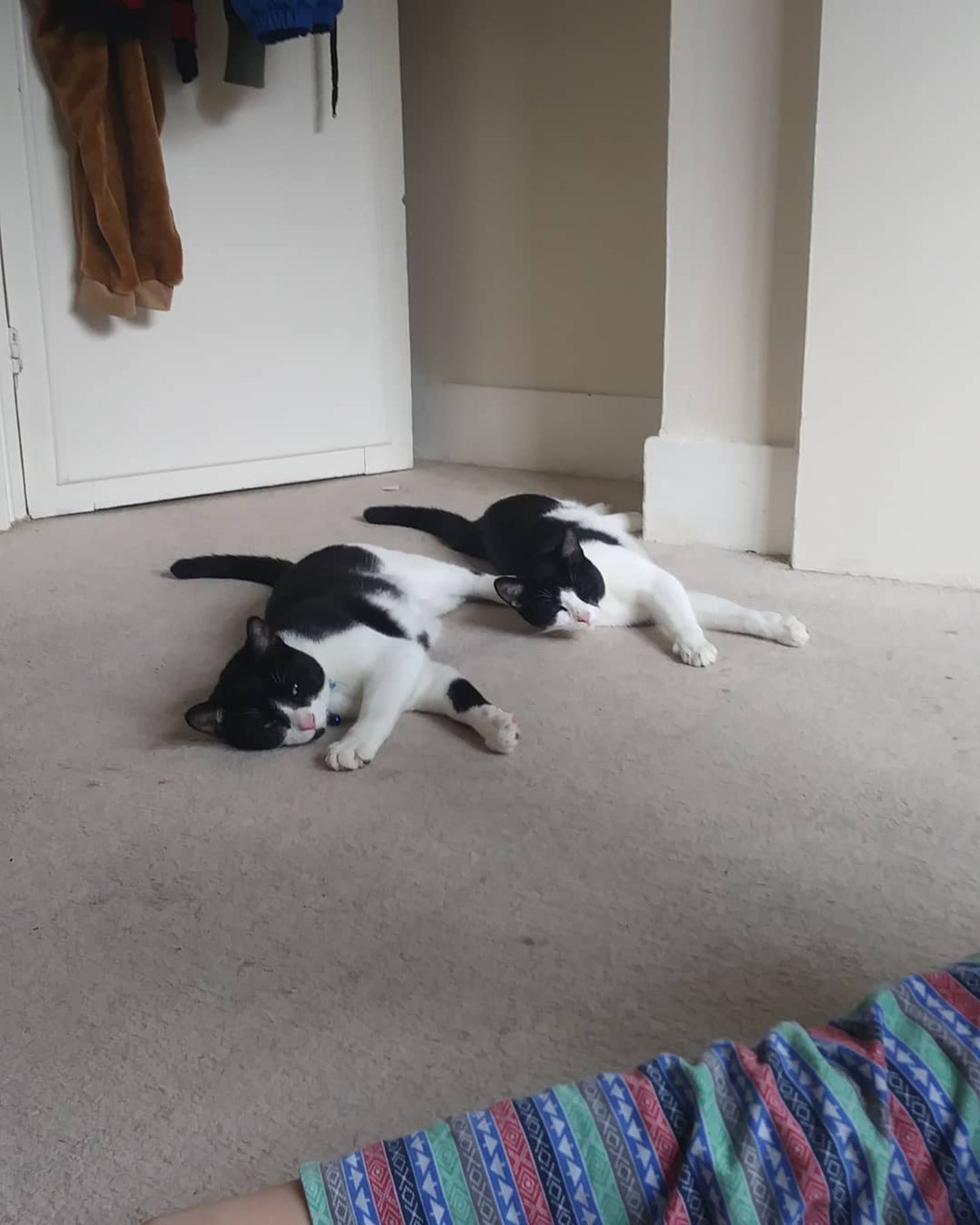 two cats lying on bedroom floor