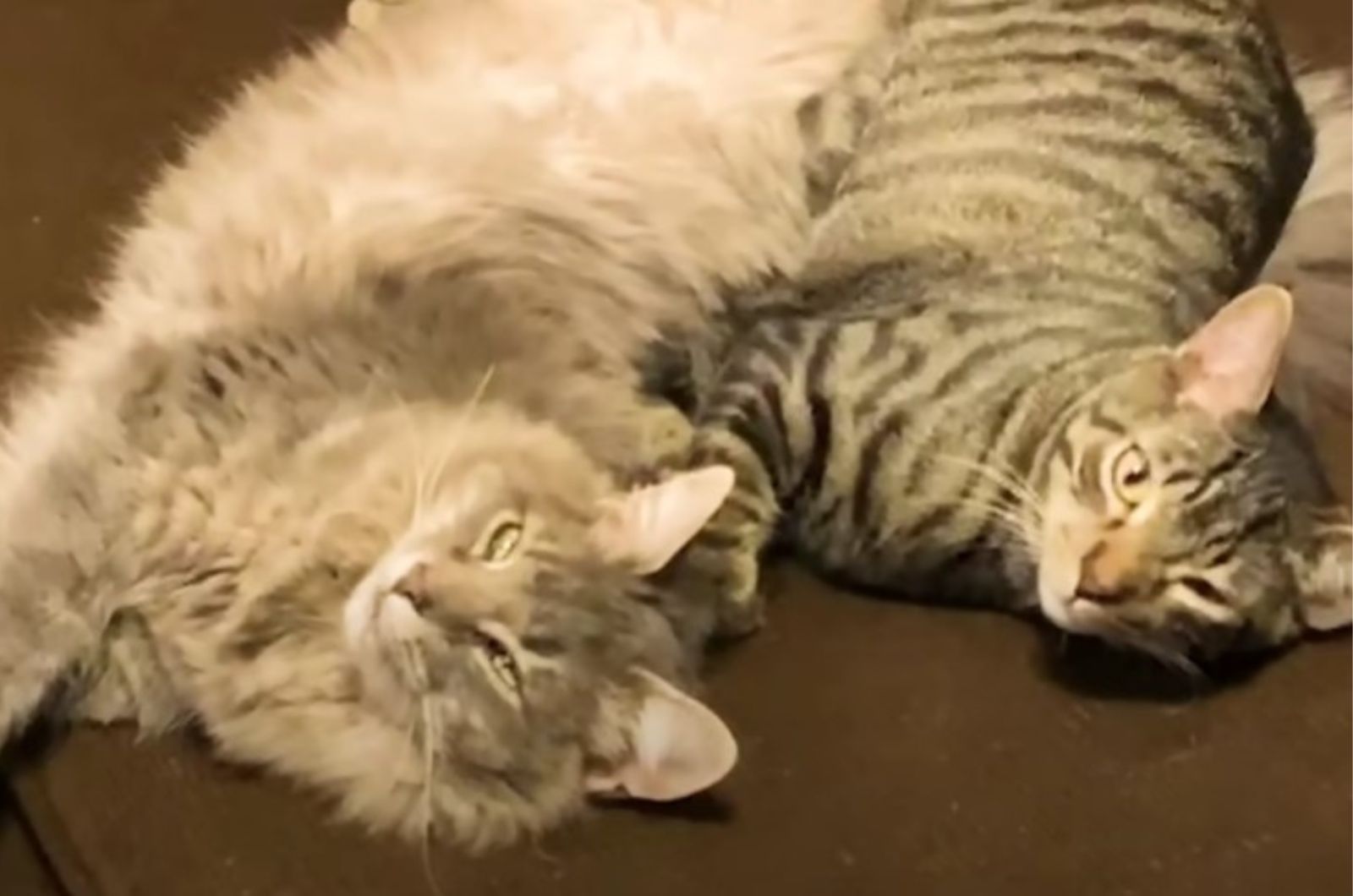 two cats lying