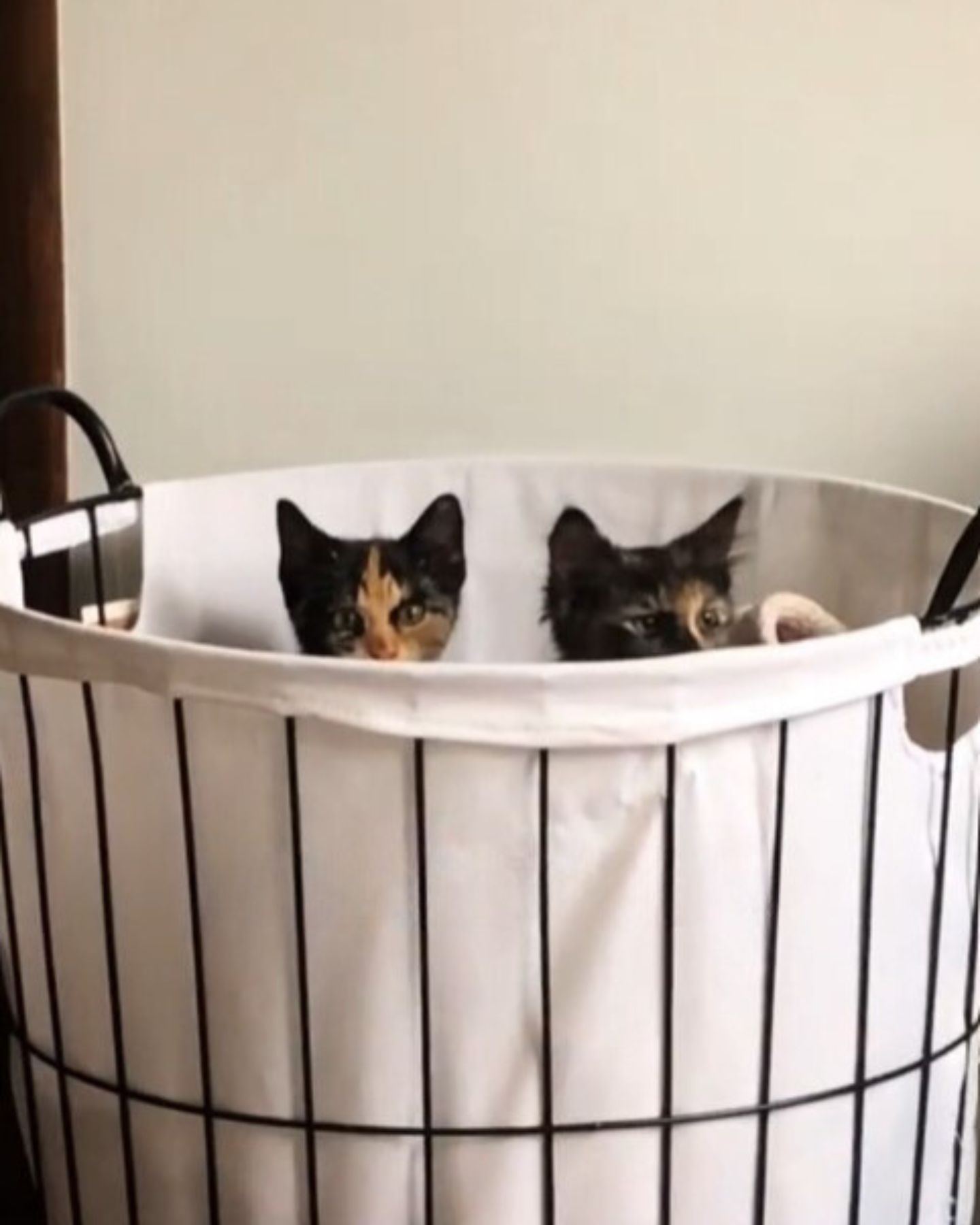 two cats peeking from white basket