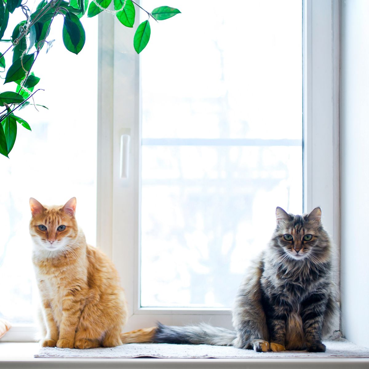 two cats sitting next to a window