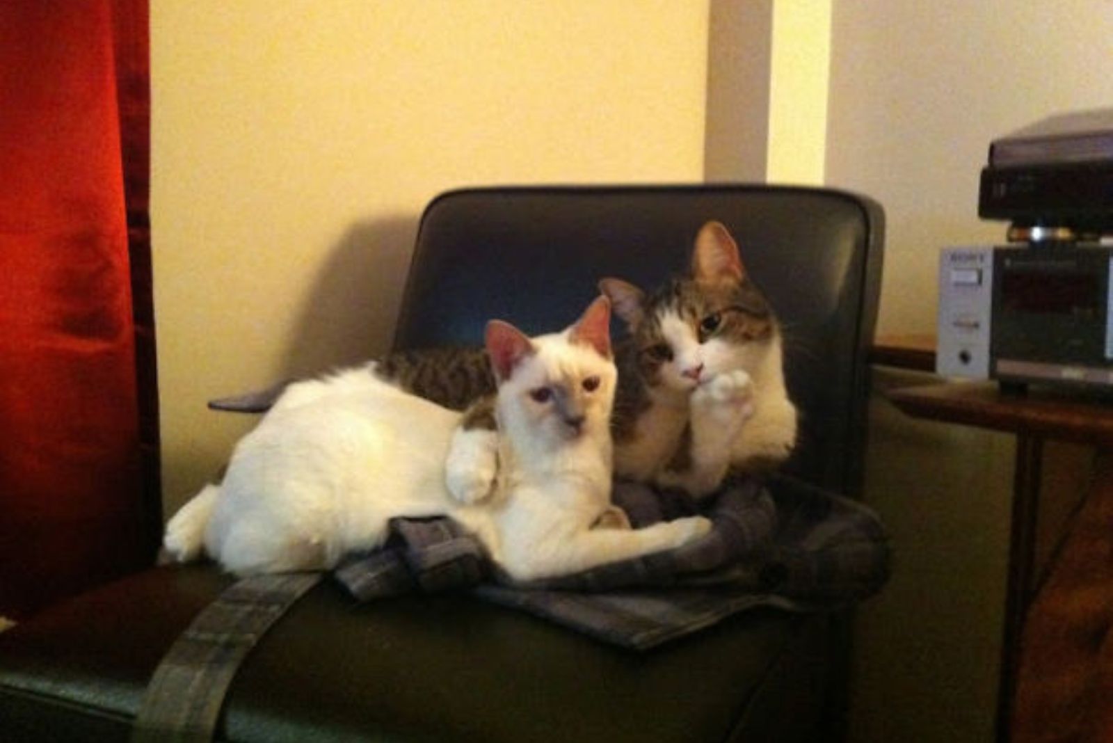 two cats sitting on a chair
