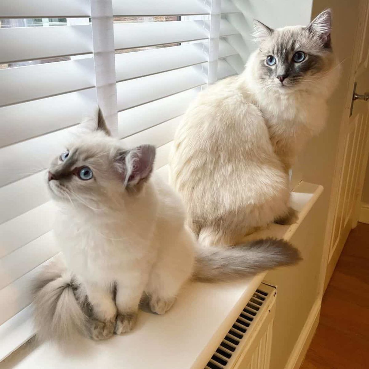 two cats sitting on the window