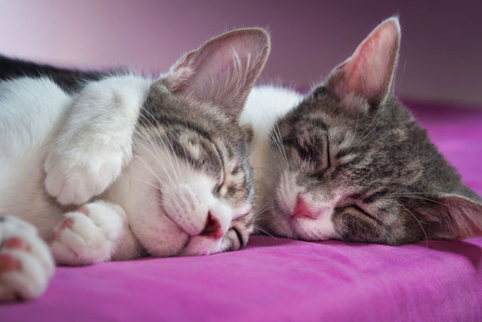 two cats sleeping hugged
