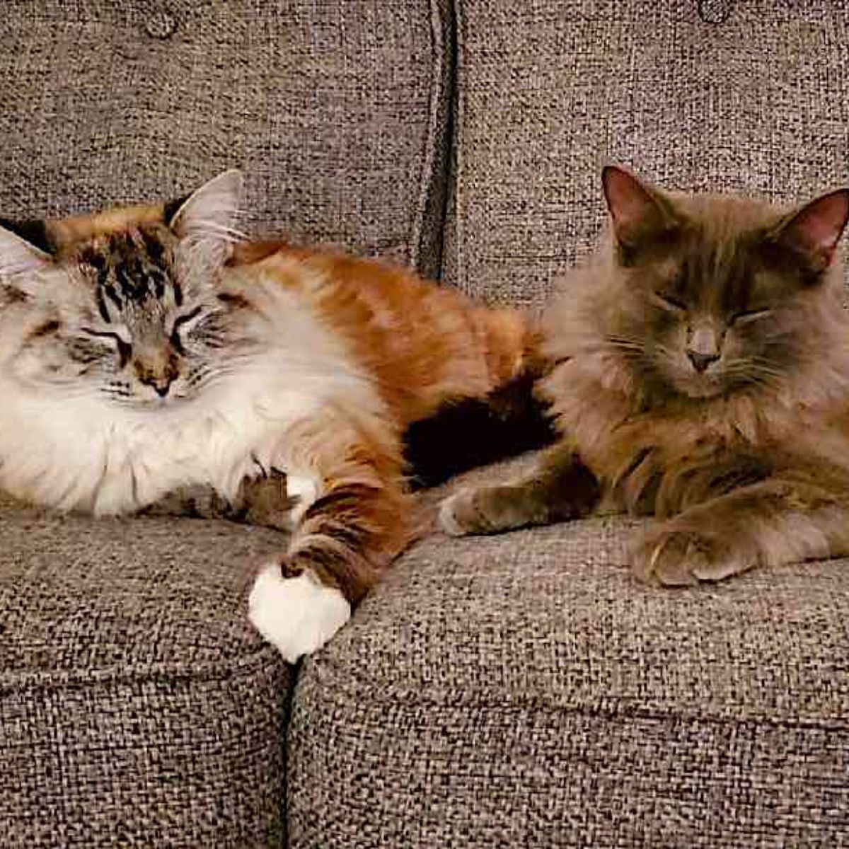 two cats sleeping on couch