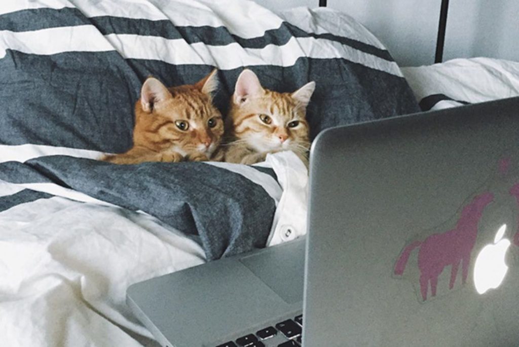 two cats watching show on a laptop