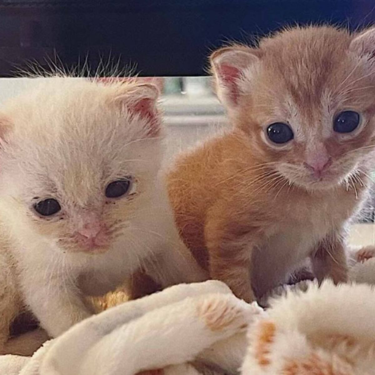 two cute kittens