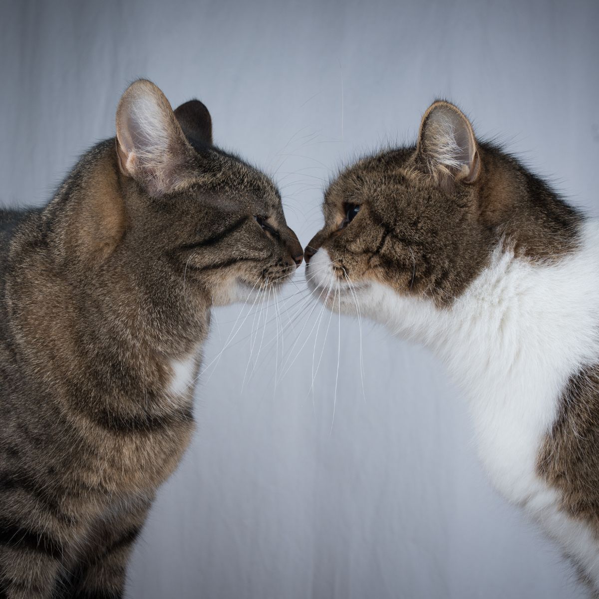 two domestic cats kissing