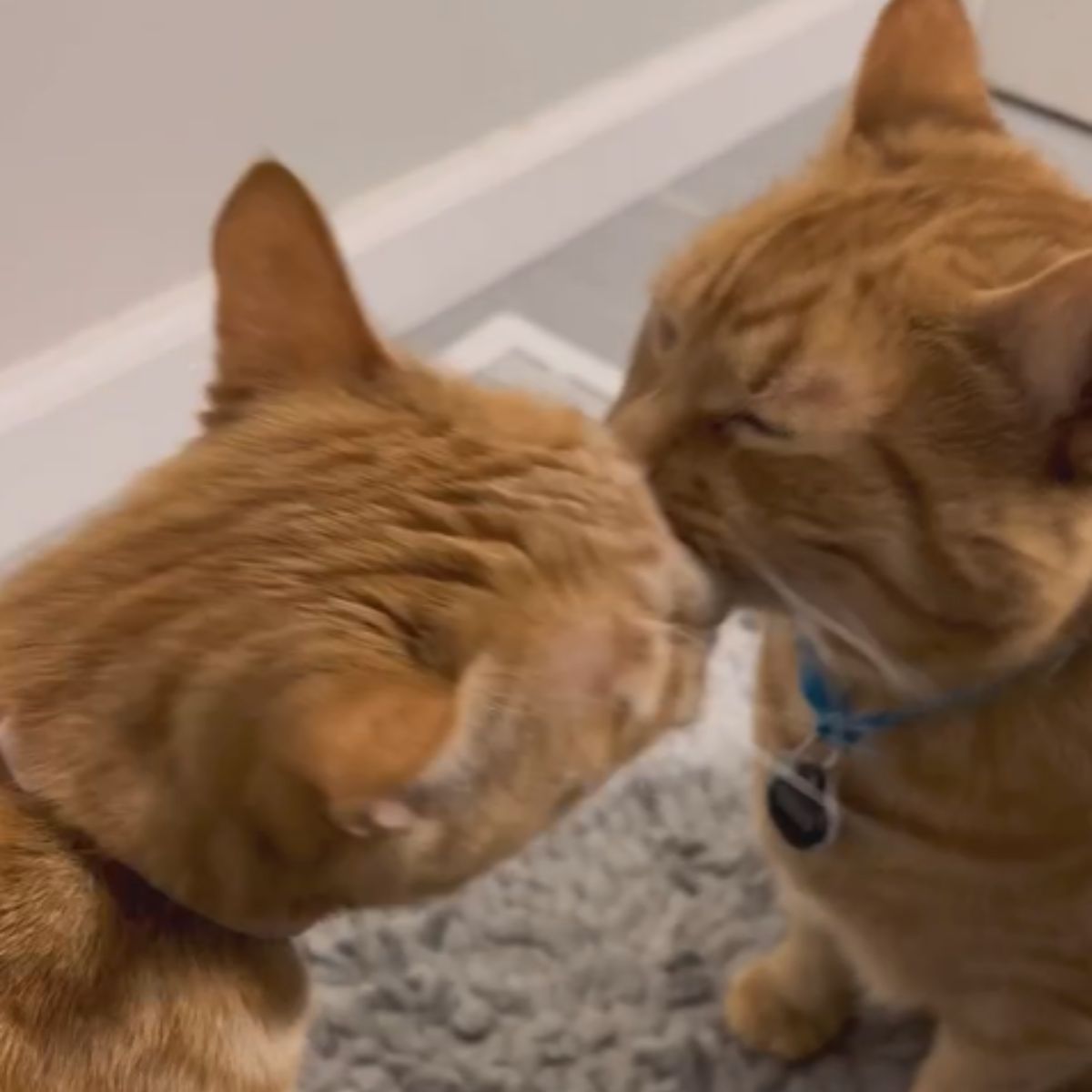 two ginger cats kissing