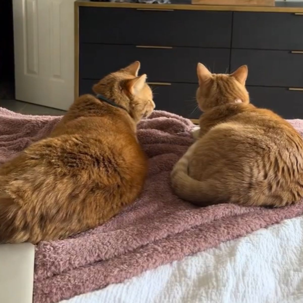 two ginger cats laying on a bed