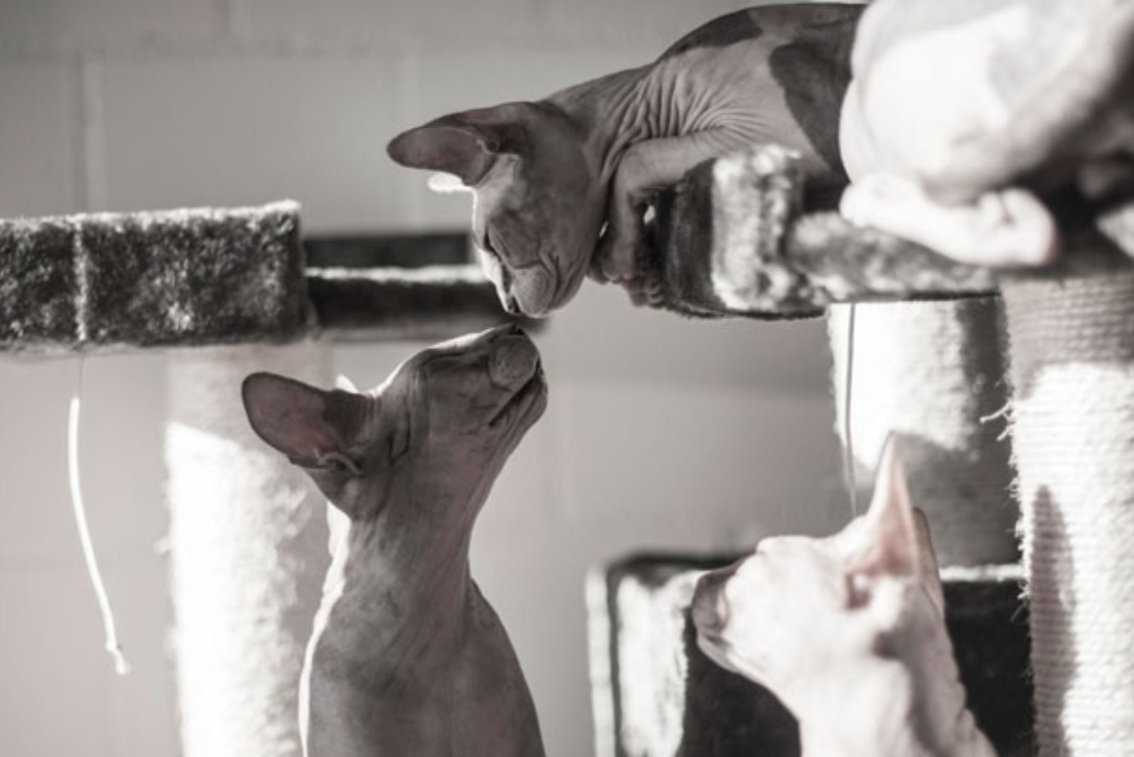 two hairless cats kissing