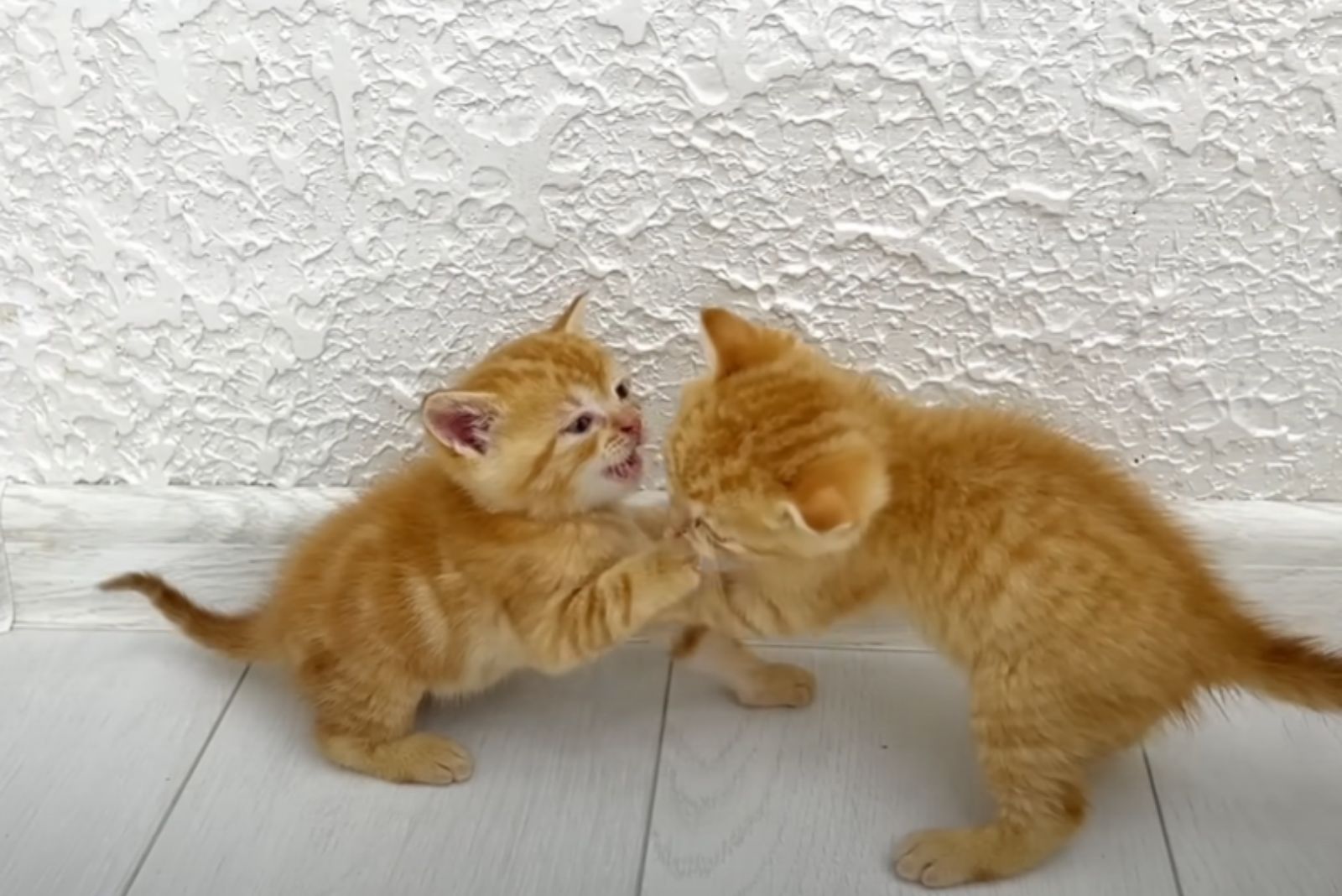 two kittens fighting
