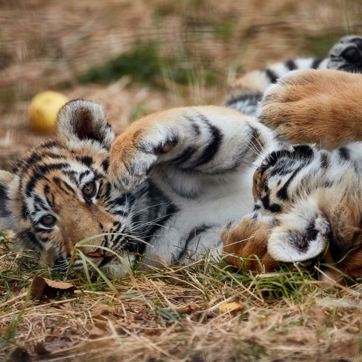 two tigers cubs playing
