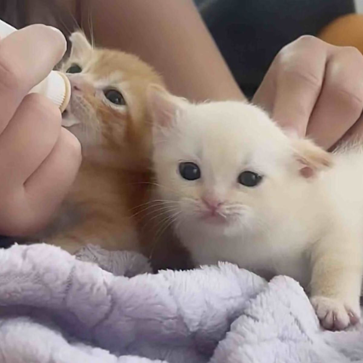 two tiny kittens