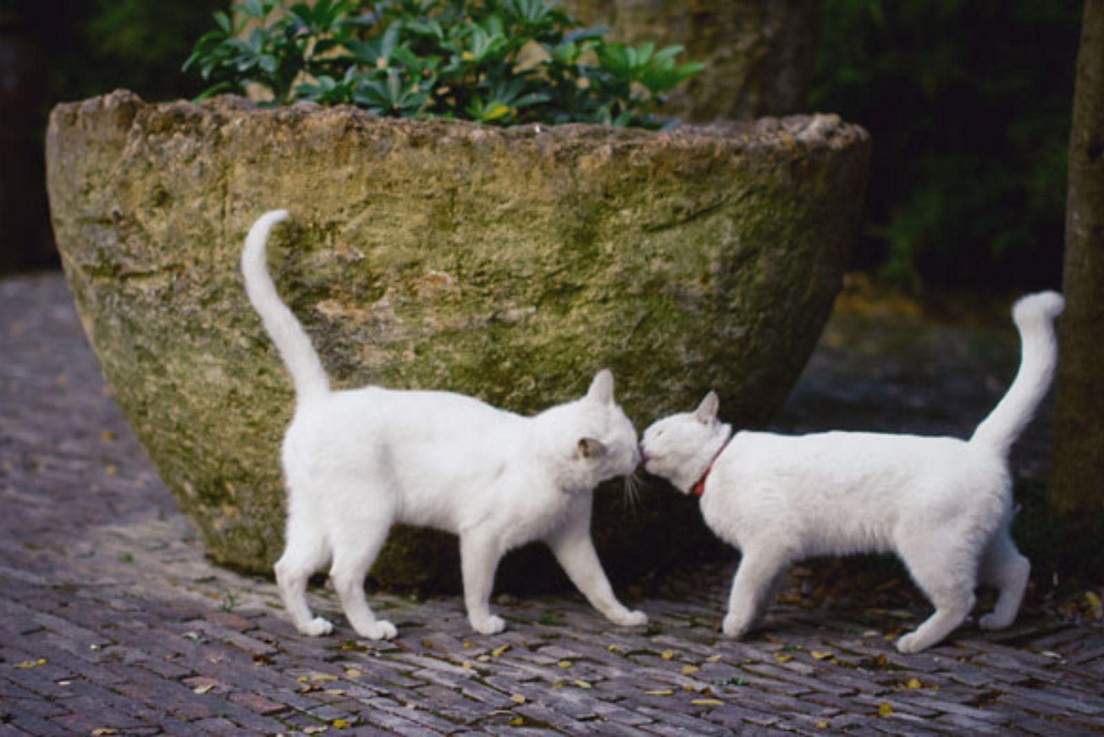 two white cats kissing