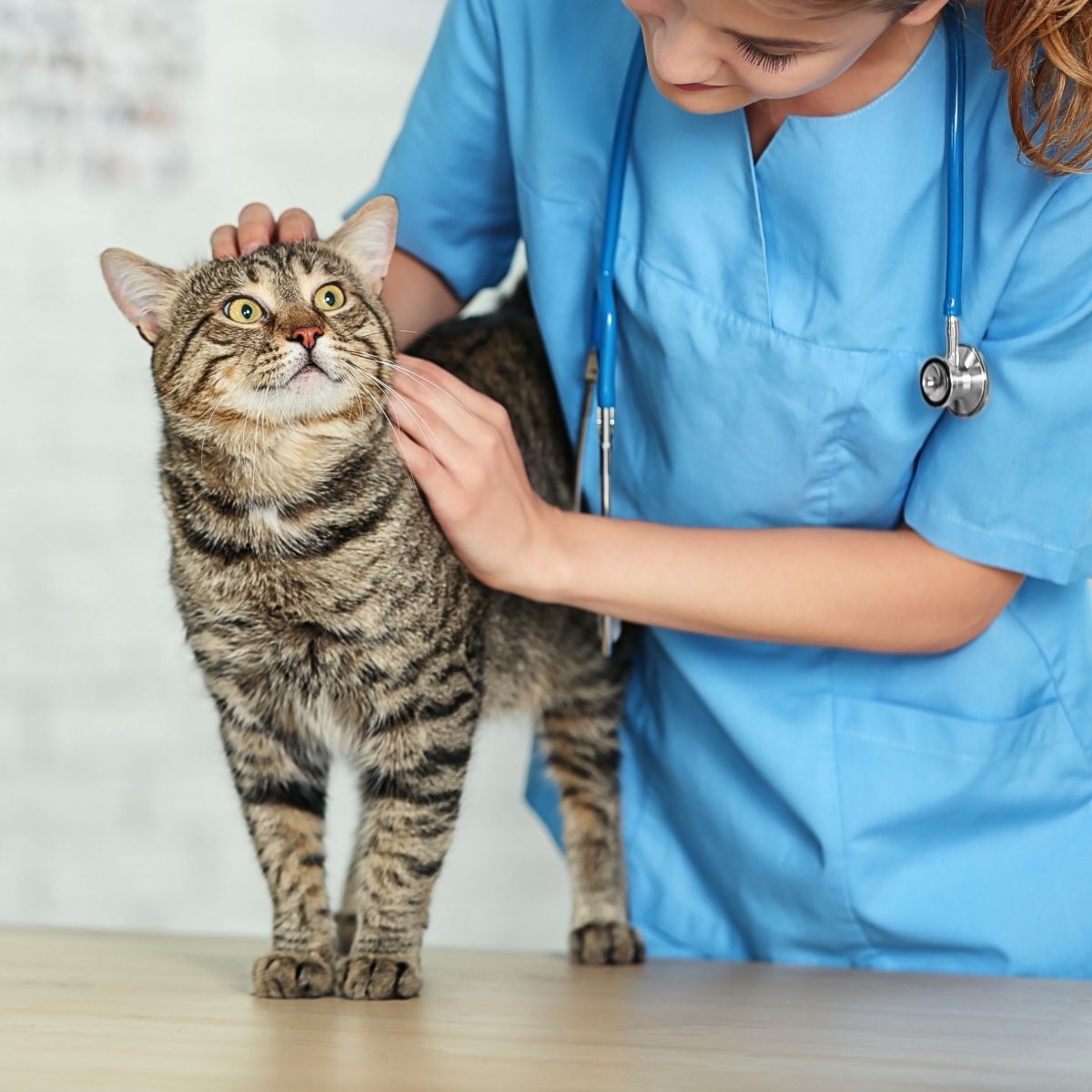 vet checking a cat