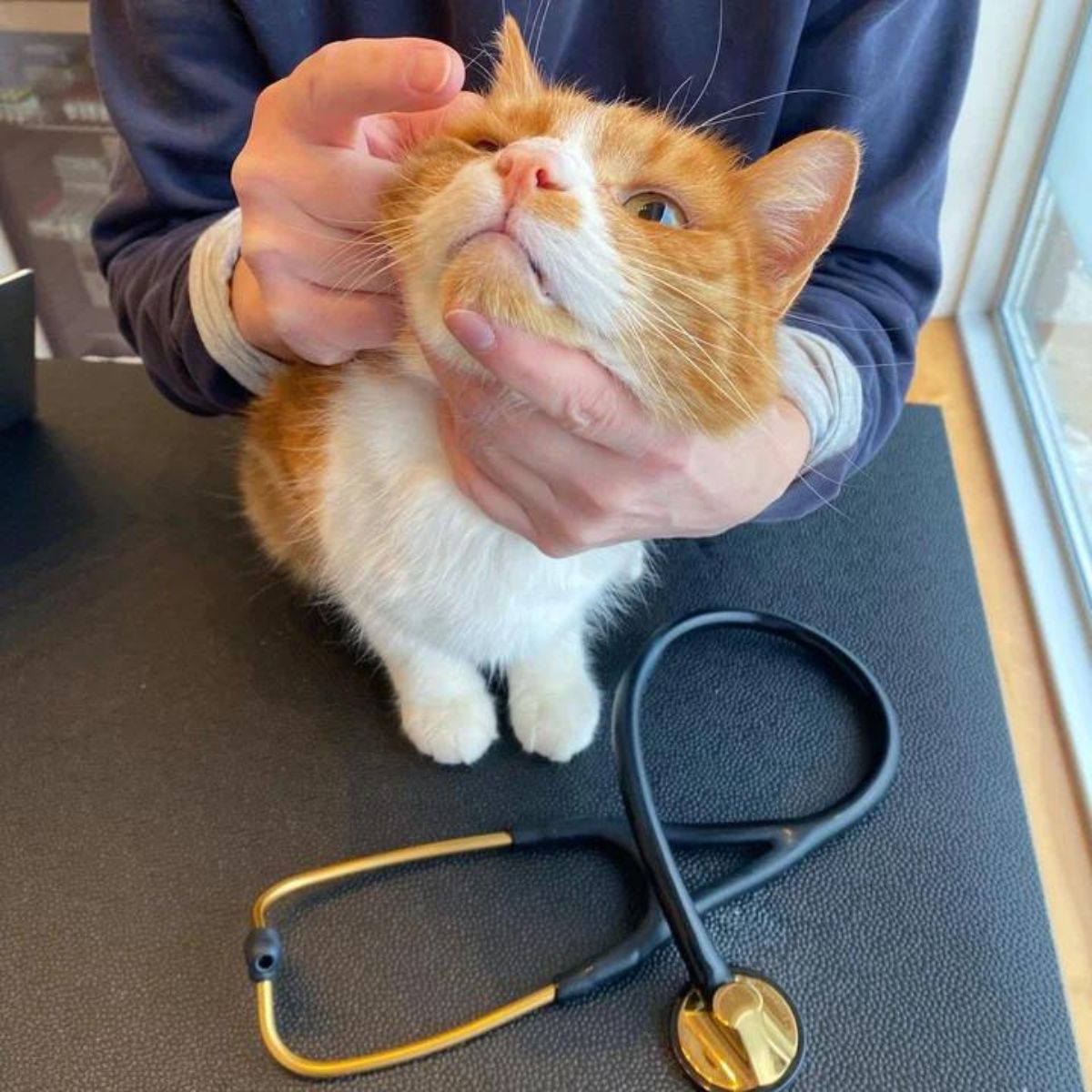 vet examining the cat