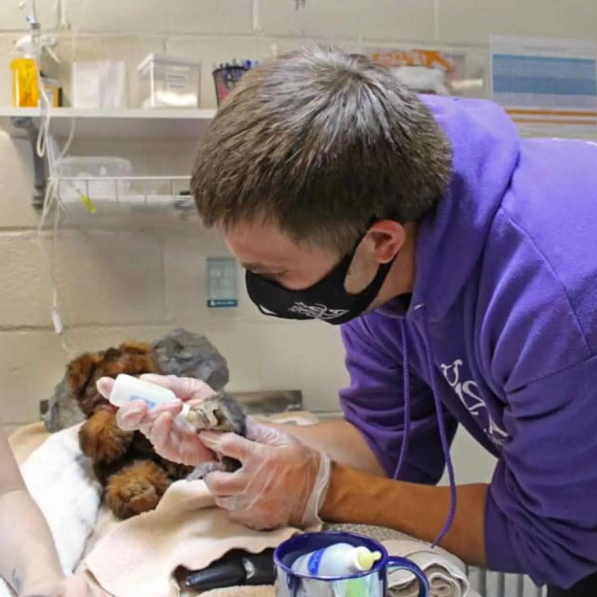 vet feeding a kitten