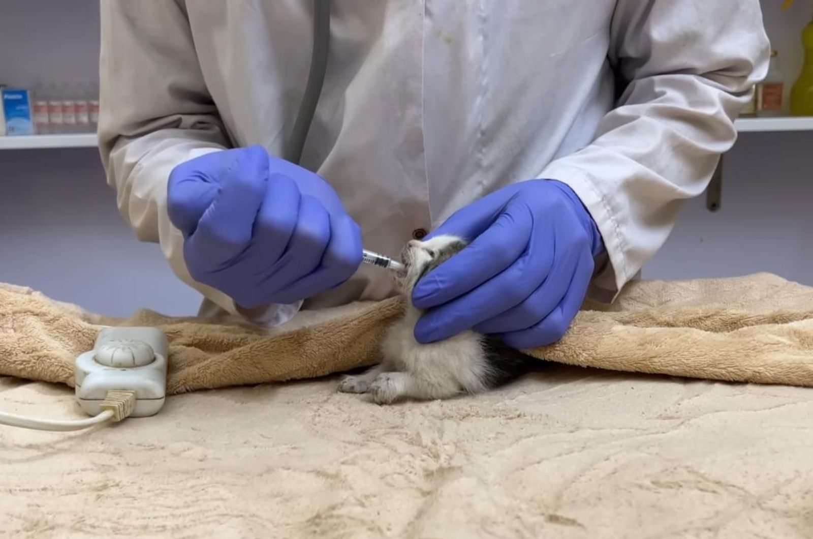 vet helping a kitten