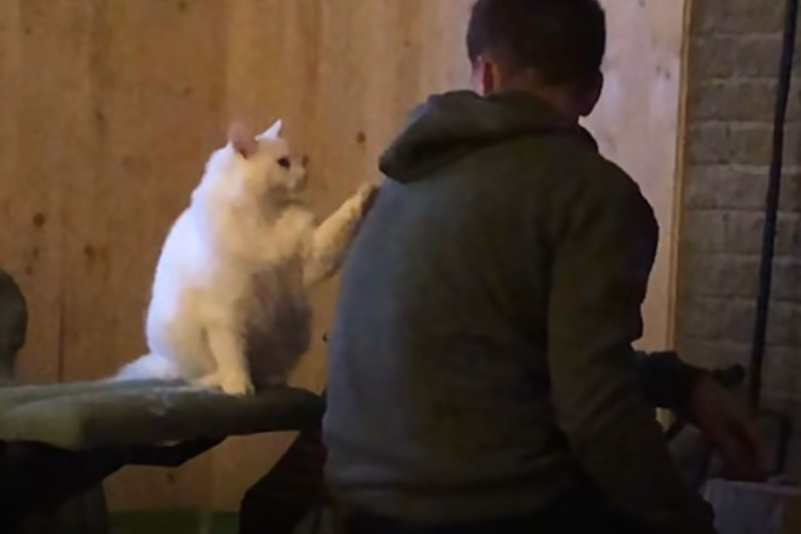 white cat holding paw on man's shoulder