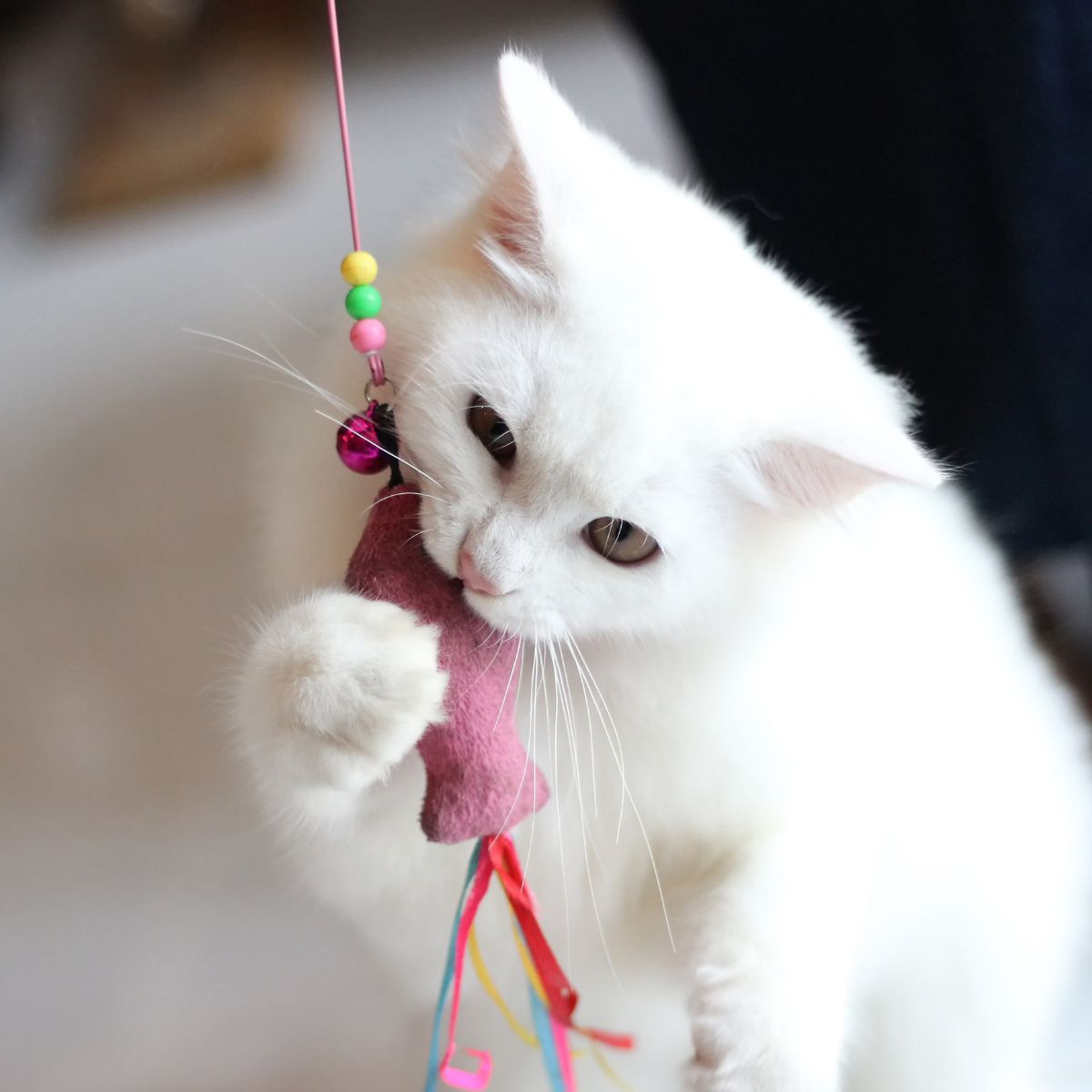 white cat holding toy in its mouth