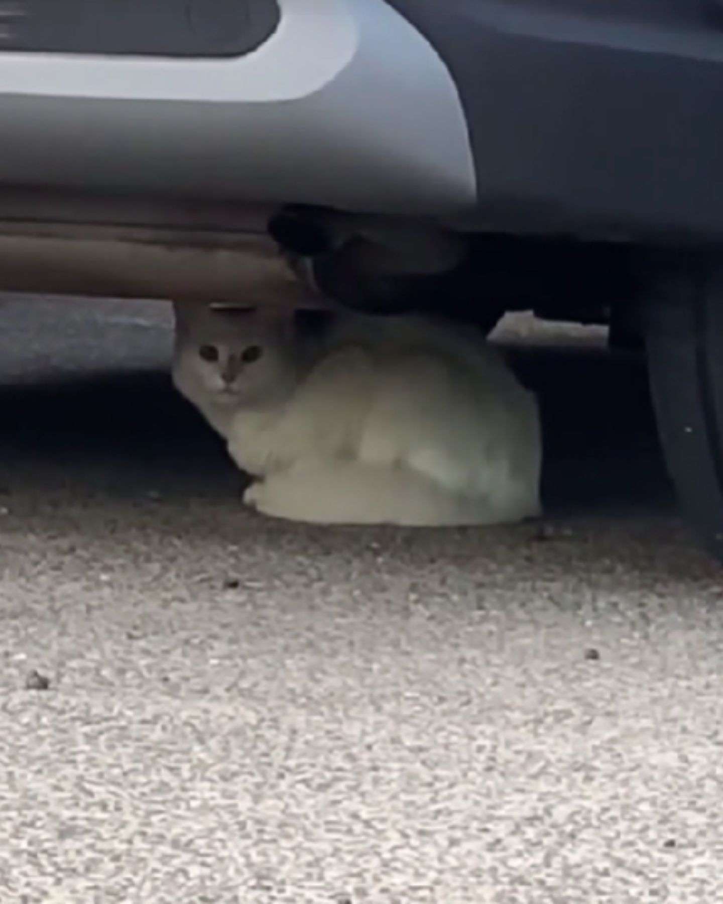 white cat under a car