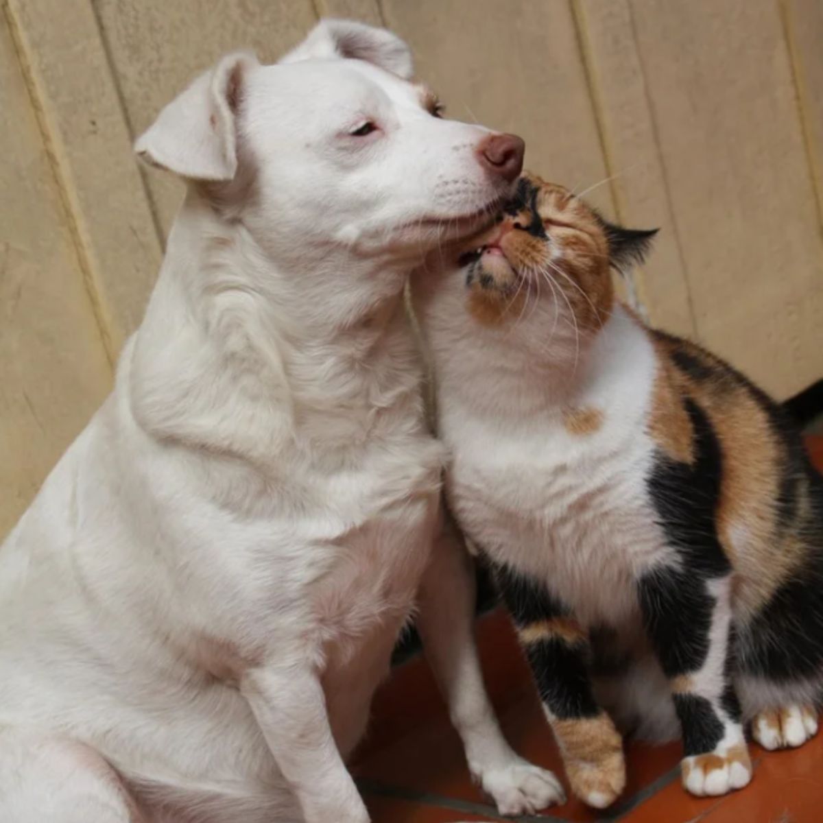 white dog and cat