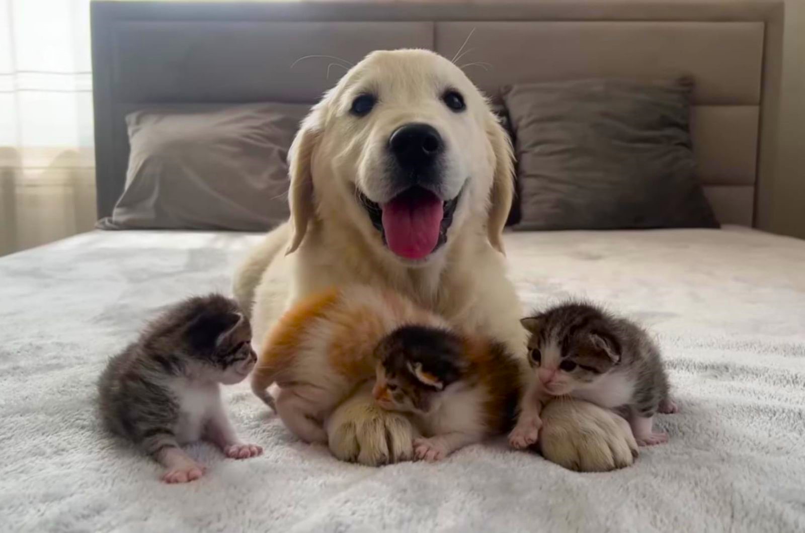 white dog and four kittens