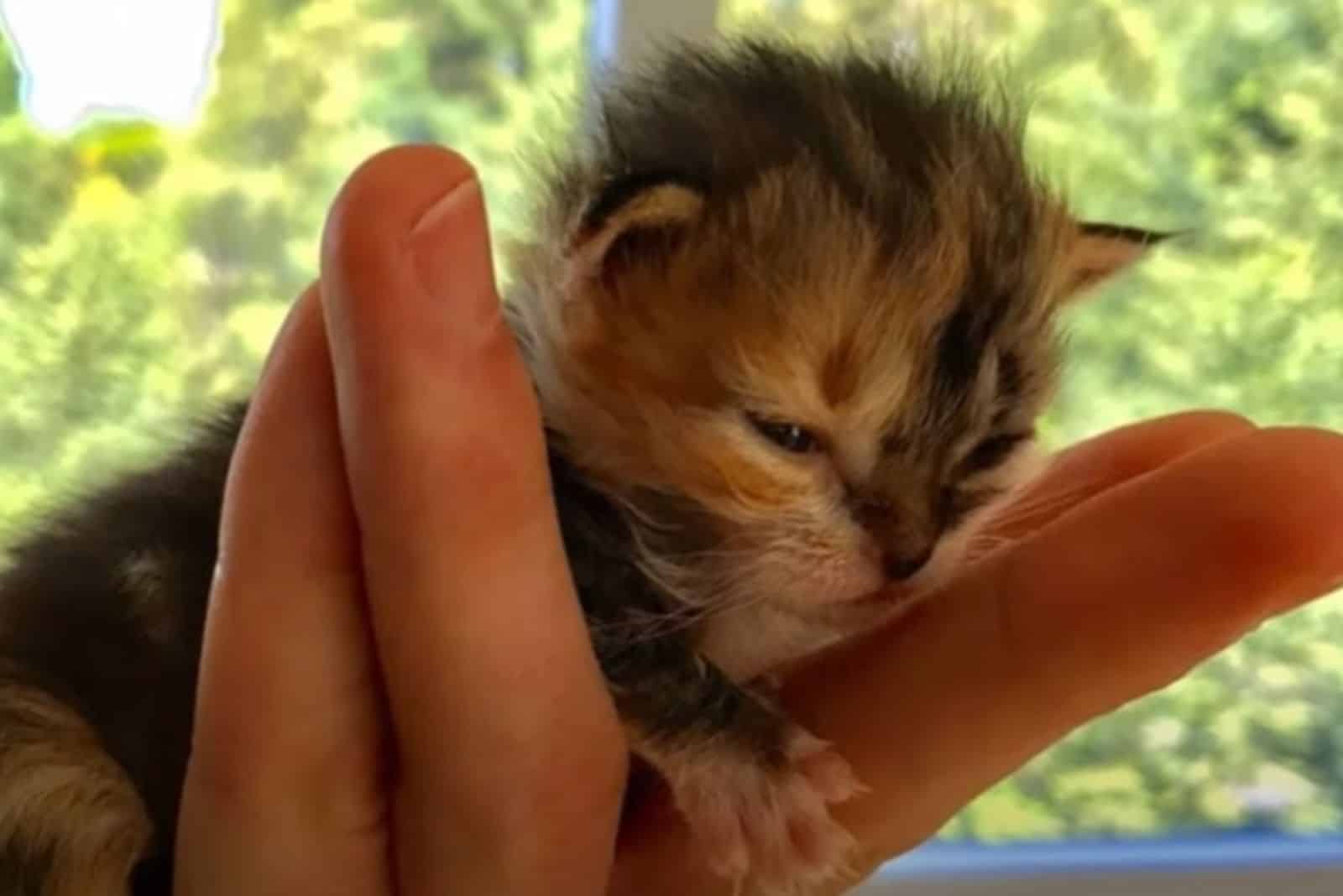 woman holding a kitten in her hand