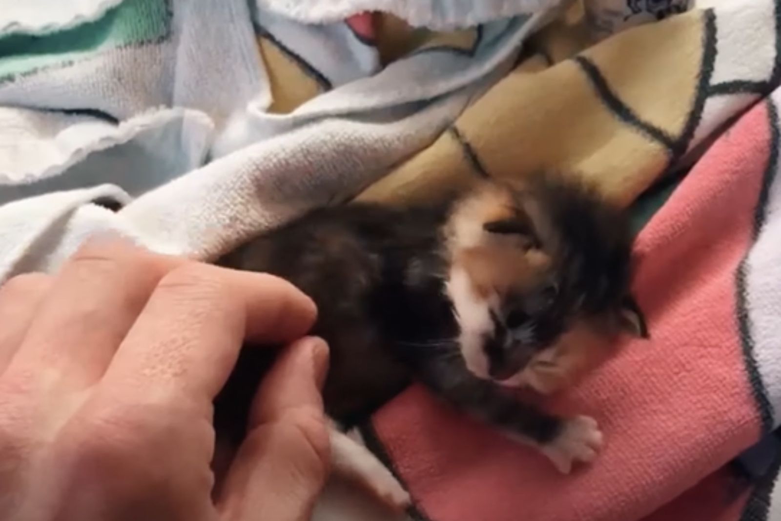 woman petting a newborn kitten