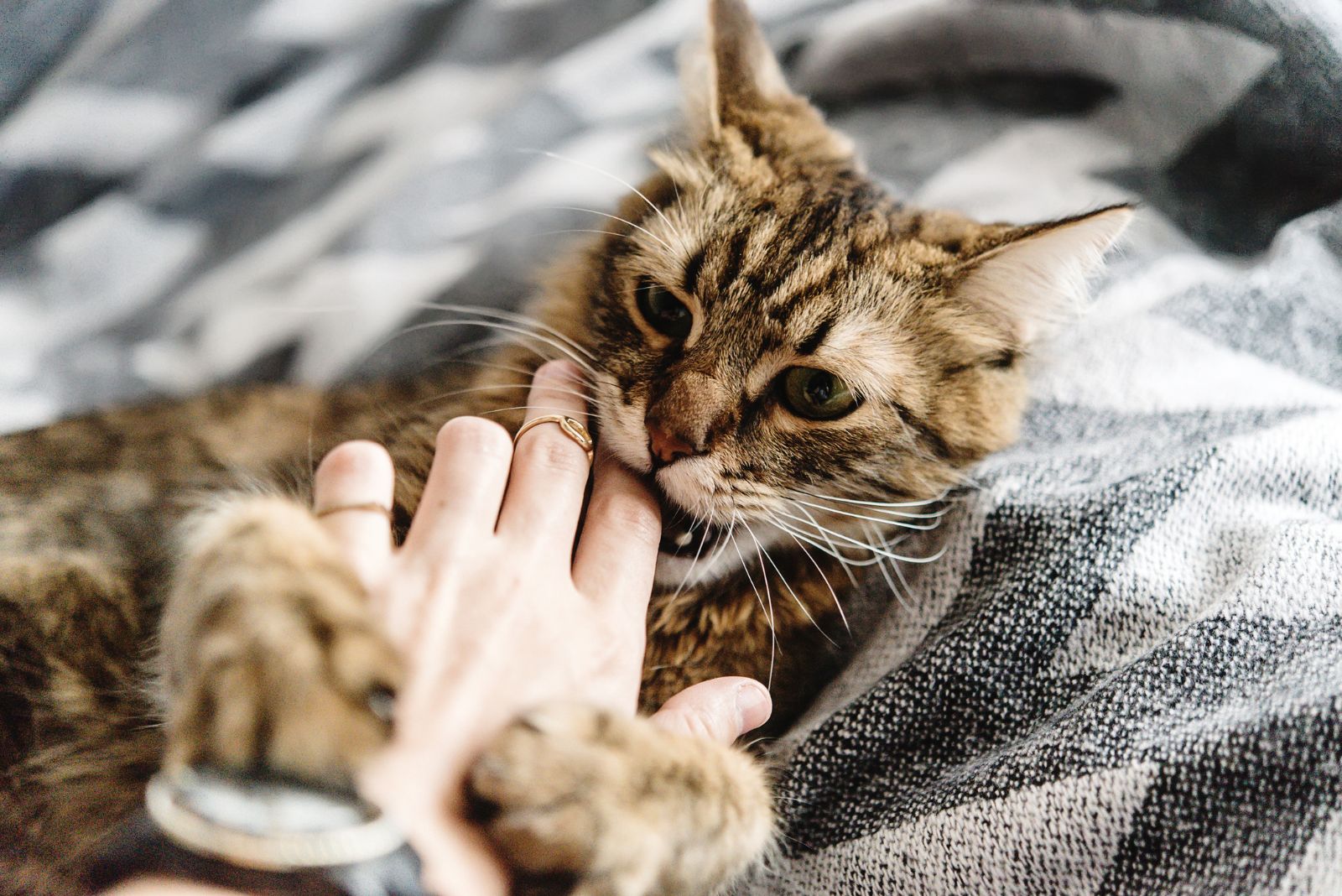 your kitty is kneading and giving love bites