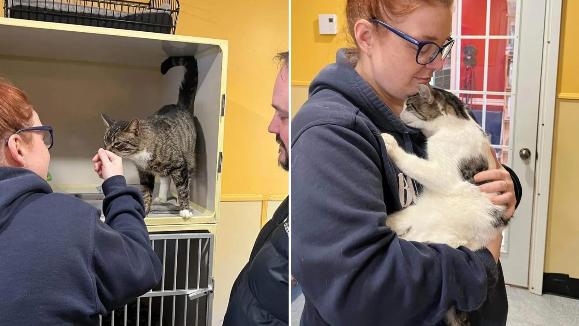 a couple came to a shelter to adopt a cat