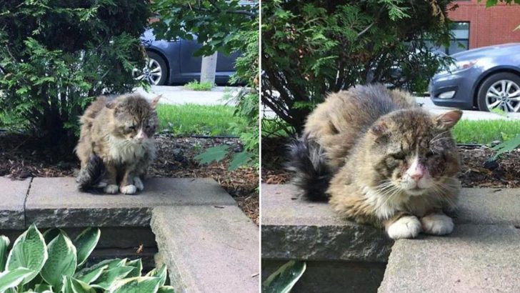 A Kind-Hearted Woman Notices A Cat In Dire Condition And Sadness In His Eyes Breaks Her Heart