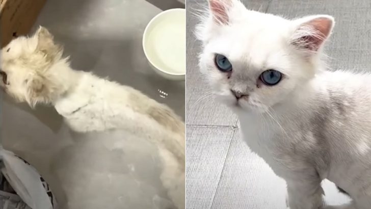 Abandoned Skinny Cat Who Experienced A Lifetime Of Neglect Transforms Into A Blue-Eyed Beauty