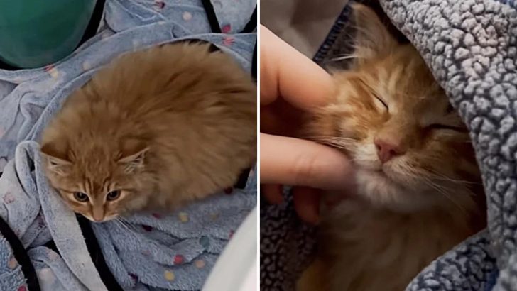 After 20 Days On the Run, Elusive Kitten Is Rescued And His Life Transforms In Just 24 Hours
