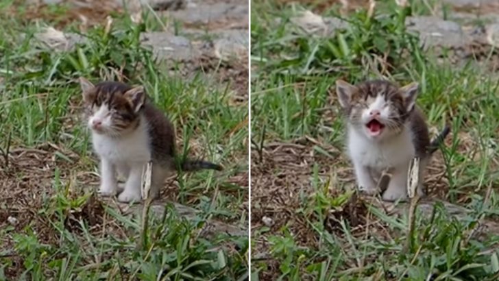 After Days Of Crying For Help, This Blind And Sick Stray Kitten Finally Receives Help