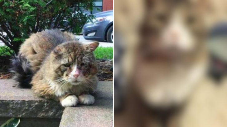 After Years Of Living A Rough Life, This Matted, Dirty Cat Gets A Transformation Of A Lifetime