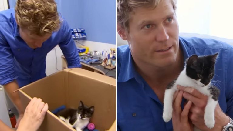 vet holding a cat