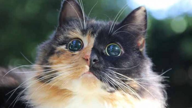 Blind Cat Wandered Through The Streets But Watch What Happens When She Gets Rescued
