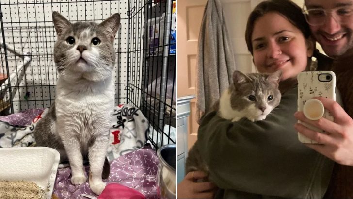 Cat Steps Into The Spotlight Of His Forever Home After Spending 8 Years Of Living In The Shadows