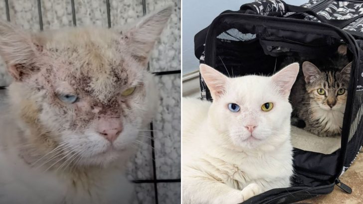 Cat Found In Dire Condition Was Antisocial Until This Tiny Furball Changed His Life
