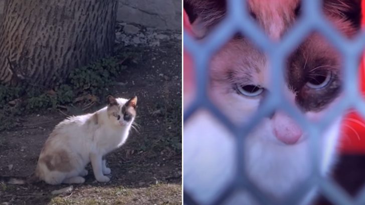 Cat Found Wandering Around The Trash After Being Heartlessly Abandoned By Her Owners