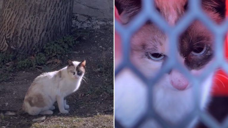 cat wandering about the trash