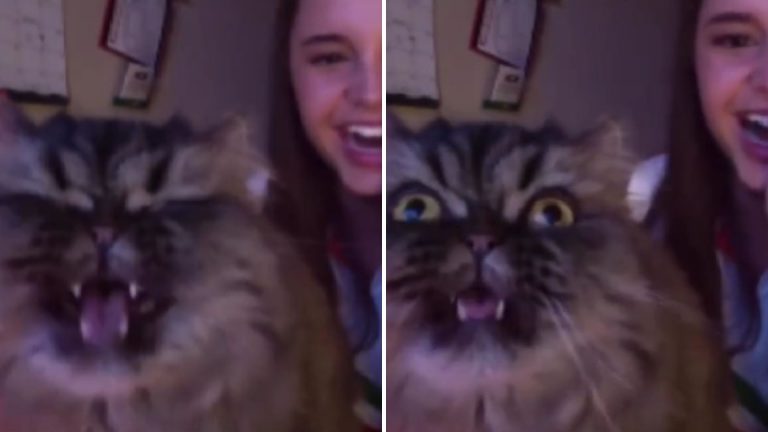 cat interrups woman in singing opera